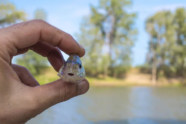 Fish in the hands of a fisherman on a blurred background of a river and a spinning with a bokeh effect