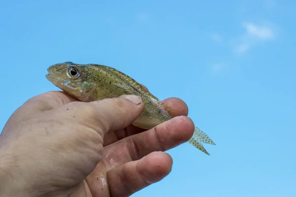 Ryby Rukou Rybáře Řeky Točení Efektem Bokeh Rozostřeného Pozadí — Stock fotografie