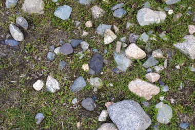 Yeşil sarmaşık doku ile eski taş duvar