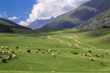 dağlarda Alpin çayırlar otlatma koyun