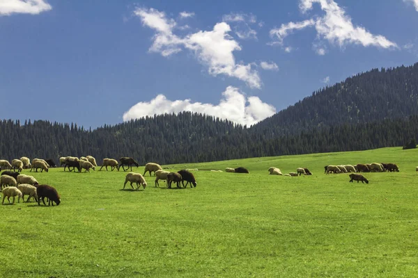 Вівці Пасуться Альпійських Луках Горах — стокове фото
