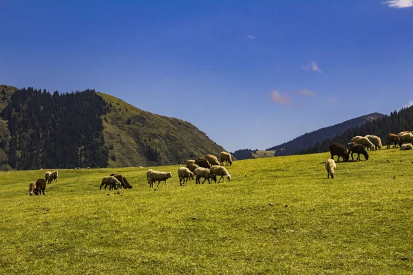 Ovejas Pastando Los Prados Alpinos Las Montañas —  Fotos de Stock