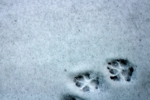 Исходящие Следы Собаки Первом Снегу — стоковое фото
