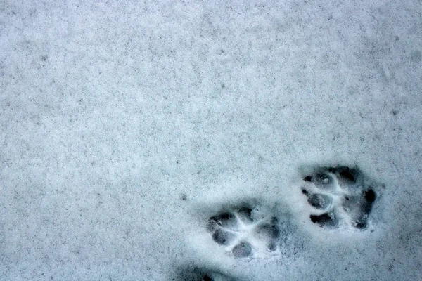 Pistas Salientes Del Perro Primera Nieve — Foto de Stock