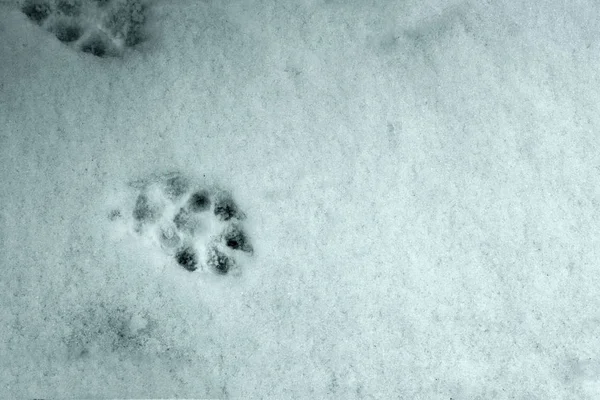 outgoing tracks of the dog on the first snow