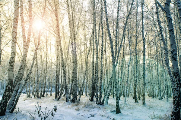 Зимние Березовые Леса России — стоковое фото
