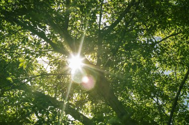 Günbatımında yeşil orman Gün doğumunda güneş ve güneş ışınları