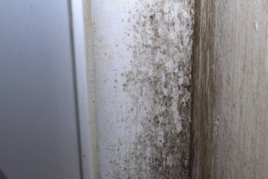 Odanın köşesindeki siyah küf.