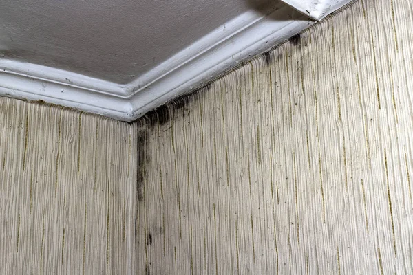 Odanın köşesindeki siyah küf.