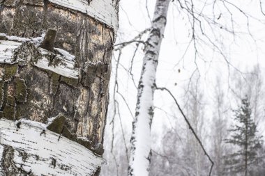 Huş ağacı kabuğu soyma beyaz gövde