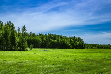 Glade huş ağacı orman arka plan üzerinde