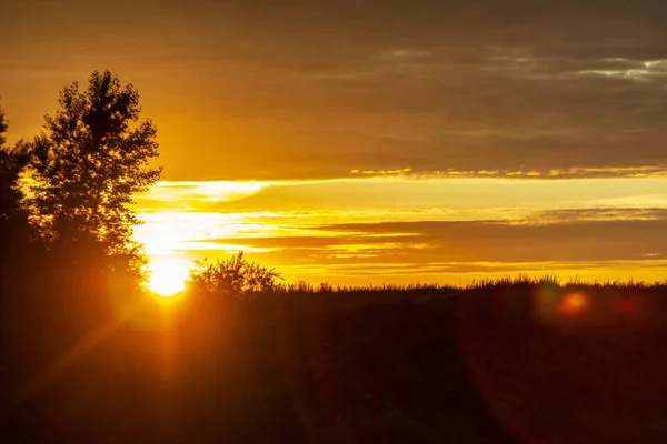 Glade Pozadí Březový Les — Stock fotografie