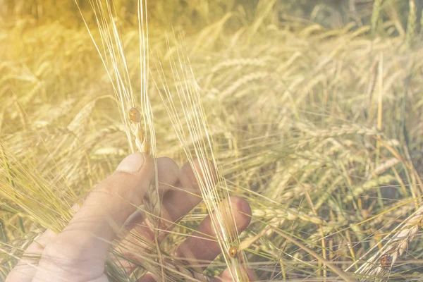 grain in hand with a ladybug on the road