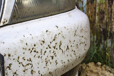 Kaza böcek araba tampon ve radyatör üzerinde. Sivrisinekler ezmek 