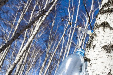 bir plastik PET şişe erken baharında huş SAP toplama, Wi