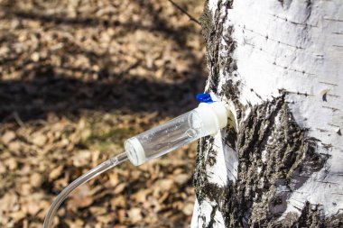 bir plastik PET şişe erken baharında huş SAP toplama, Wi