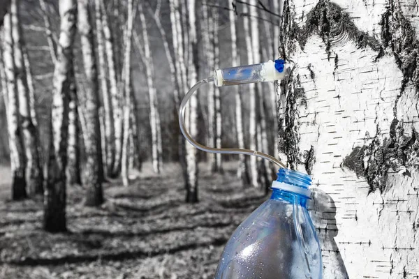 Recogida de abedul SAP a principios de primavera en una botella de plástico para mascotas, wi — Foto de Stock