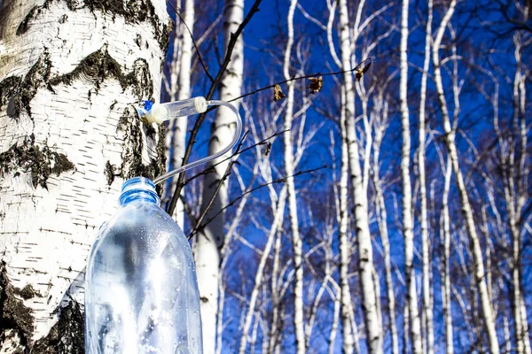 收集桦树树萨普在早春在一个塑料宠物瓶, wi — 图库照片