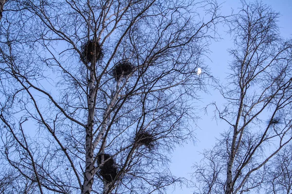crow\'s nests on birches at sunset and moon