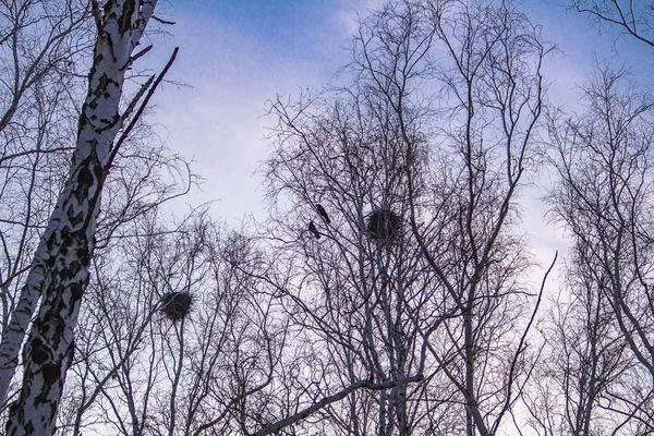 Crow 's fészkek a születések a naplemente és a Hold — Stock Fotó