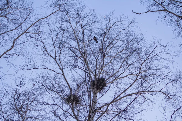 crow\'s nests on birches at sunset and moon