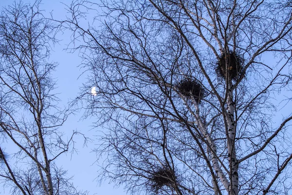 Nidos de cuervo en abedules al atardecer y la luna —  Fotos de Stock