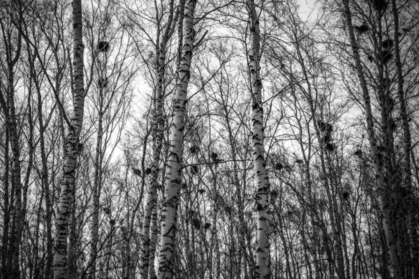 Вороньи гнезда на березах на закате и луне — стоковое фото