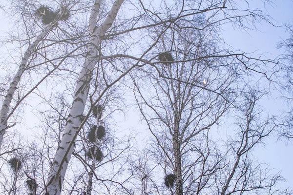 Vrána na bříčku při západu slunce a měsíce — Stock fotografie