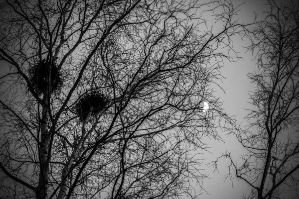 Gün batımında ve ayda huş ağacı üzerinde karga yuvaları — Stok fotoğraf