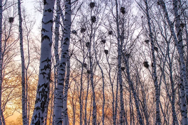 Kraaien nesten op Birches bij zonsondergang en maan — Stockfoto