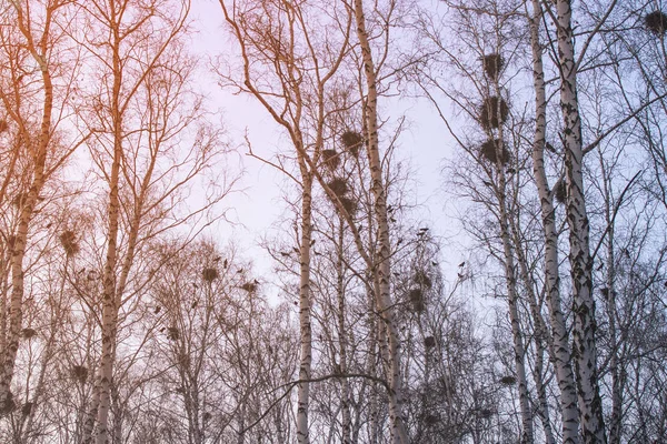 Wrony gniazd na Birches o zachodzie słońca i Księżyca — Zdjęcie stockowe