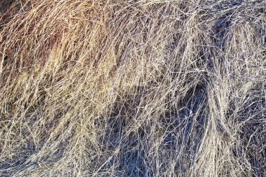 çiftlikte sonbahar hasat doku doğal saman