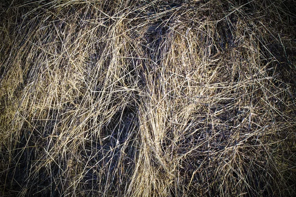 Textuur natuurlijk hooi in de herfst oogst op de boerderij — Stockfoto