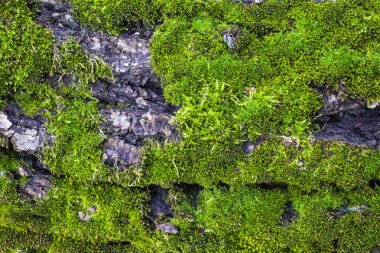 y yaz saati ile kayalar quadcopter ile bir orman ın çekim