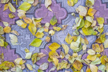 Asfaltyellow yapraklarında sarı yapraklar sonbahar yaprakları pavi 'de yatar.