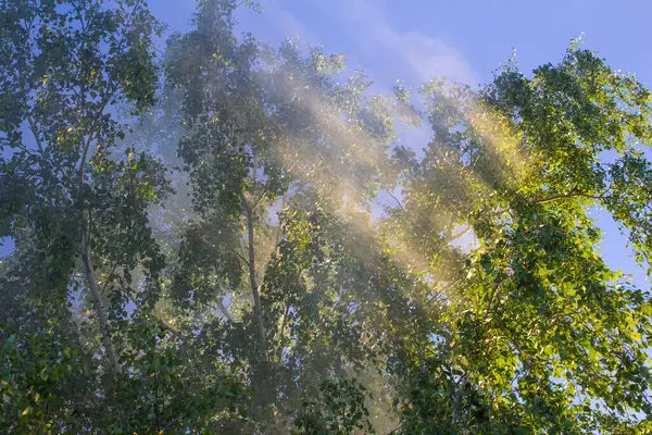 Дым Лесной Пижамы Закате Солнца Фоне Зеленой Березы Неба — стоковое фото