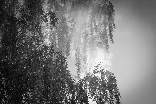Füst Erdei Pizsamából Napon Naplementekor Hátterében Zöld Nyír — Stock Fotó