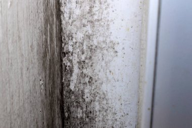 Odanın köşesindeki siyah küf.