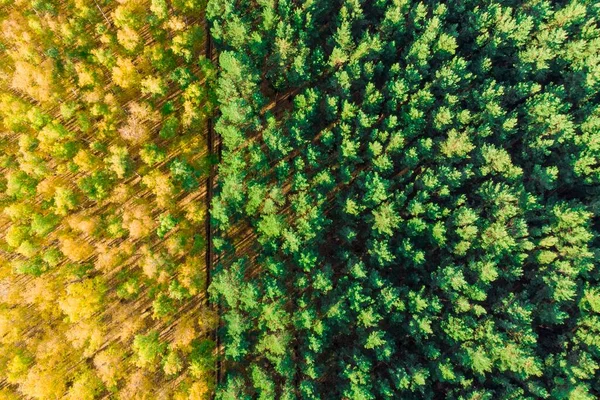 Hutan Birch Kuning Dan Pohon Cemara Hijau Difoto Dengan Pesawat — Stok Foto