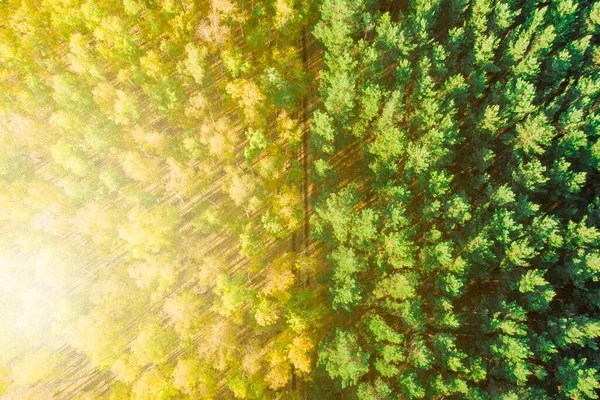 Geel Berkenbos Groene Sparren Gefotografeerd Met Een Drone Herfstperiode — Stockfoto