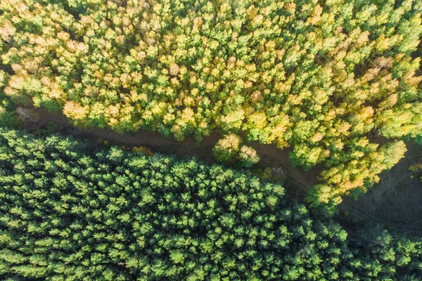 Hutan Birch Kuning Dan Pohon Cemara Hijau Difoto Dengan Pesawat — Stok Foto
