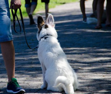 Tatlı kulaklı köpek Sergisi