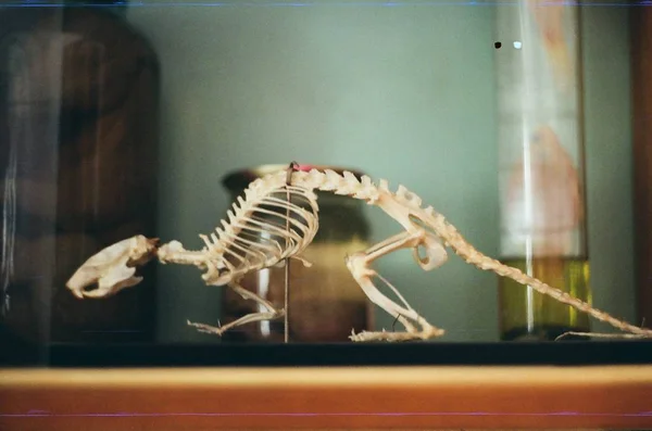 The skeleton of an animal in the office of biology