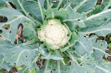 lahana sebze sebze sebzesi organik vejetaryenlik