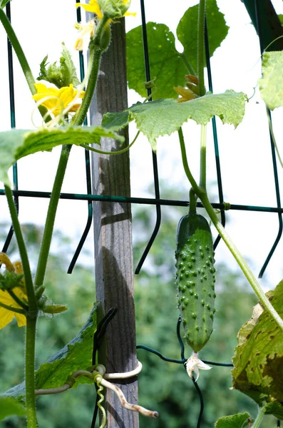 Agricultura Legumes Fundo Pepino Orgânico — Fotografia de Stock