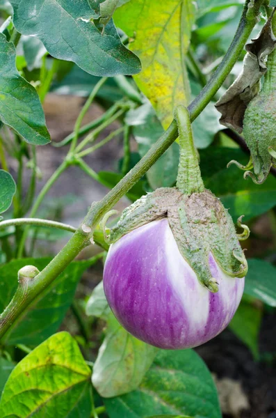 Abobrinha Berinjela Horta Legumes Vegetariano Orgânico — Fotografia de Stock