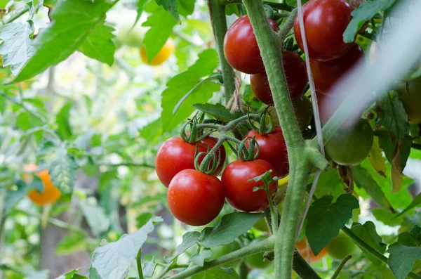Tomates Horta Aldeia Legumes Produtos Biológicos — Fotografia de Stock