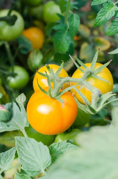 Tomates Horta Aldeia Legumes Produtos Biológicos — Fotografia de Stock