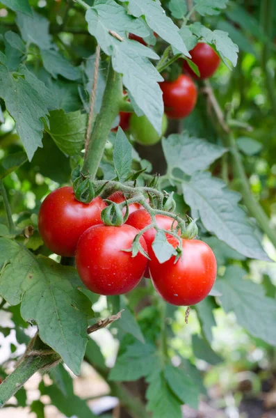 Tomates Horta Aldeia Legumes Produtos Biológicos — Fotografia de Stock