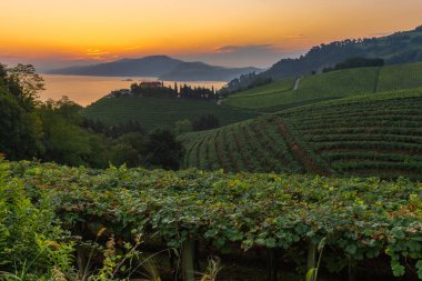 Txakoli vineyards at sunrise, Cantabrian sea in the background, Getaria in Basque Country, Spain clipart
